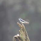 Hirondelle des mangroves