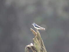 Mangrove Swallow