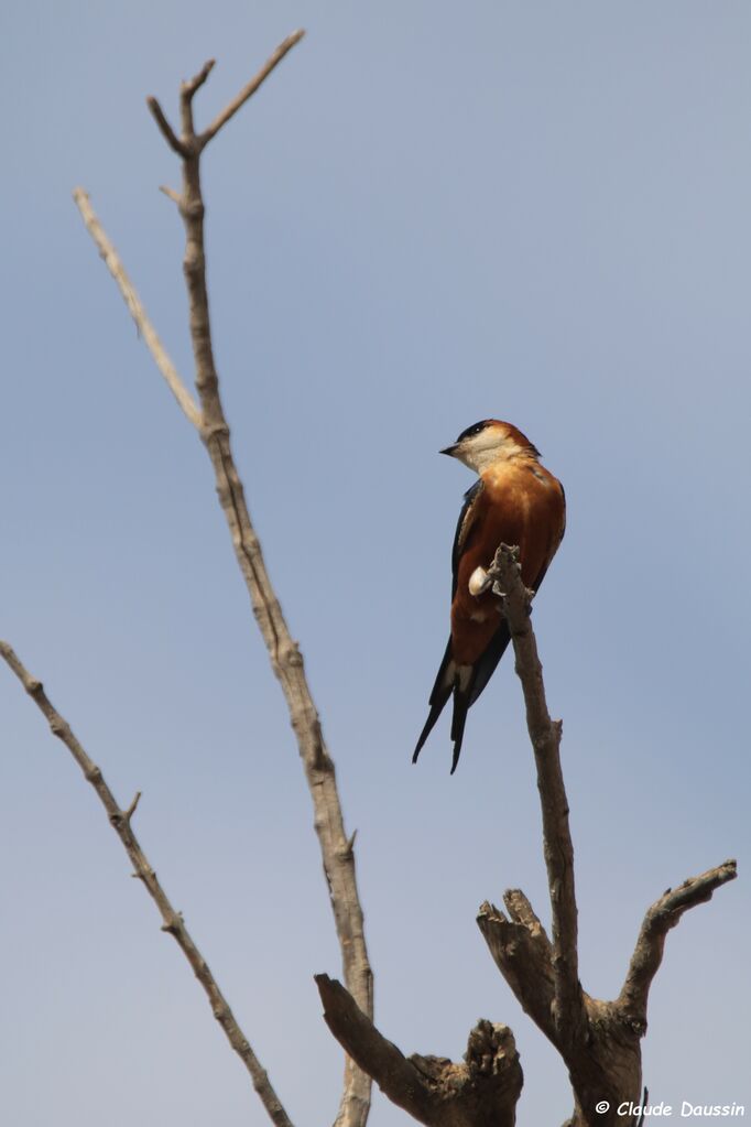 Mosque Swallow