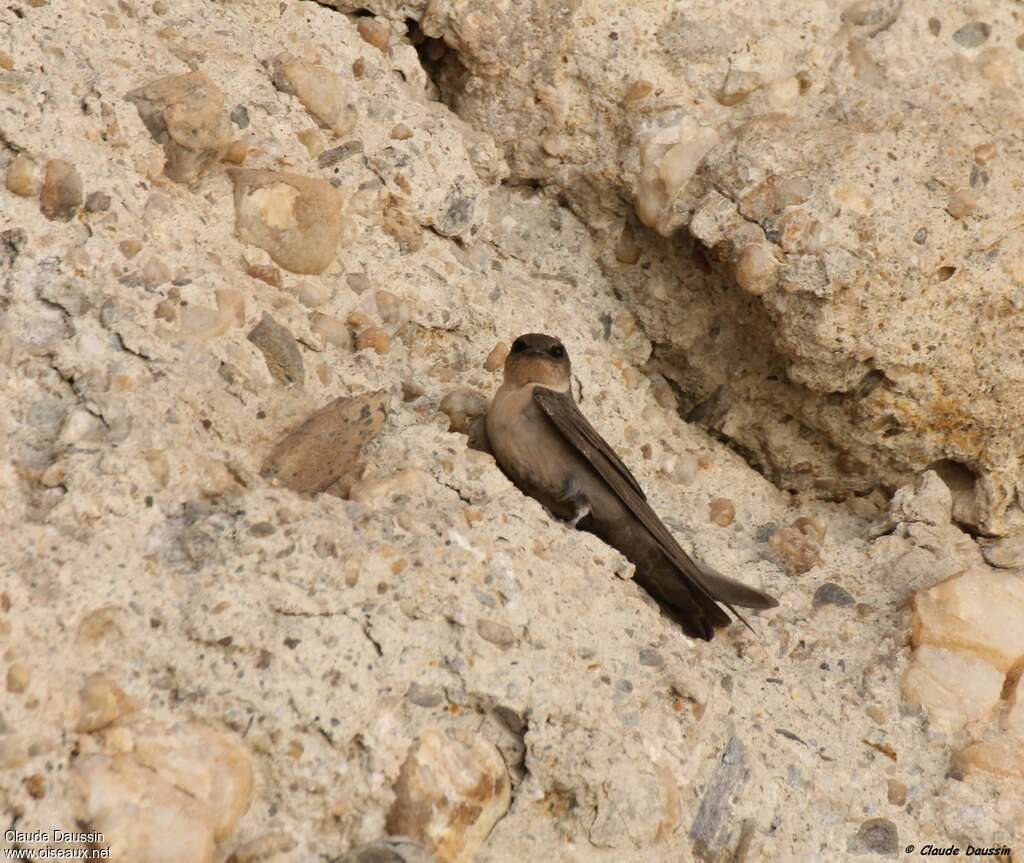 Hirondelle isabellineadulte, habitat