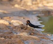 Barn Swallow