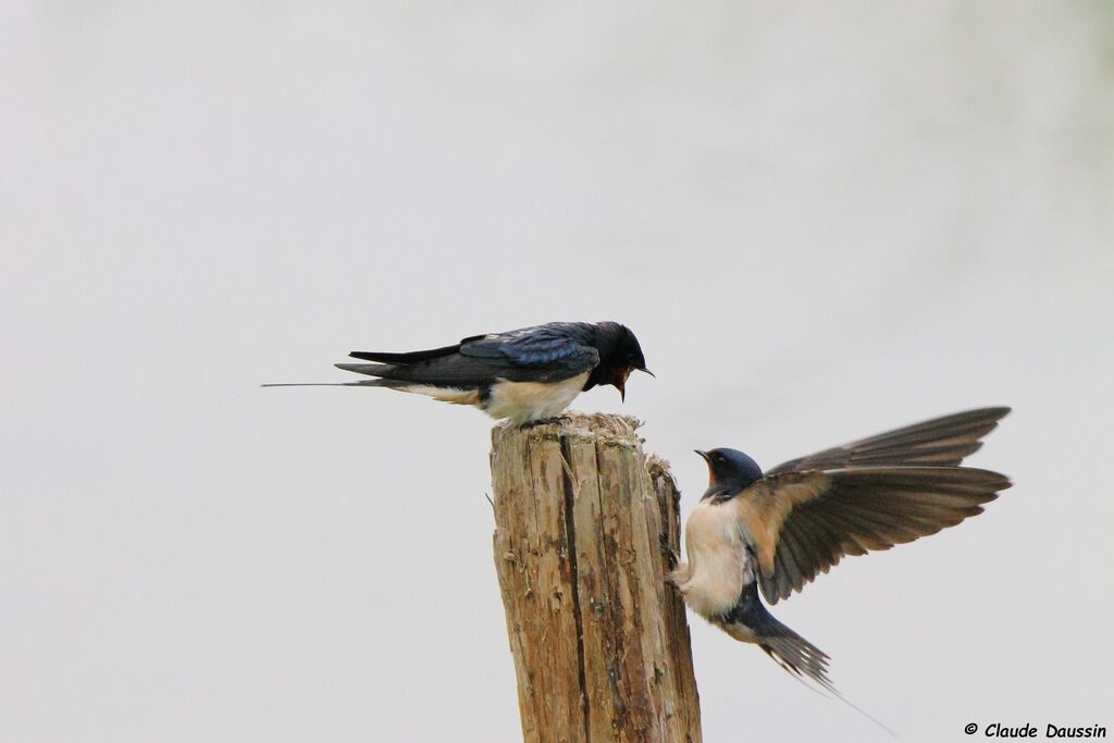 Barn Swallow