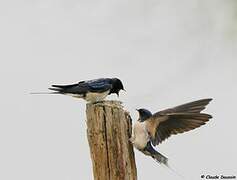 Barn Swallow