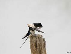 Barn Swallow