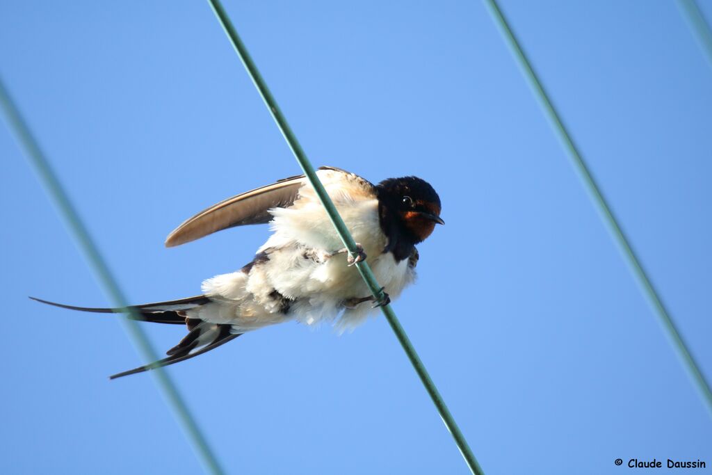 Barn Swallow