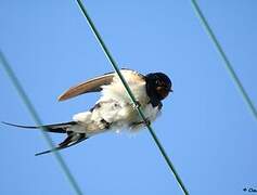 Barn Swallow