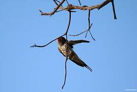 Lesser Striped Swallow