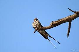 Lesser Striped Swallow