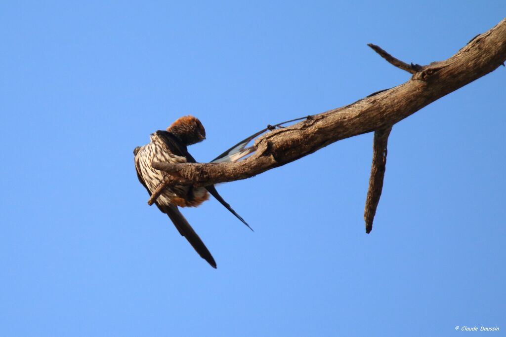 Hirondelle striée