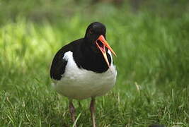 Eurasian Oystercatcher