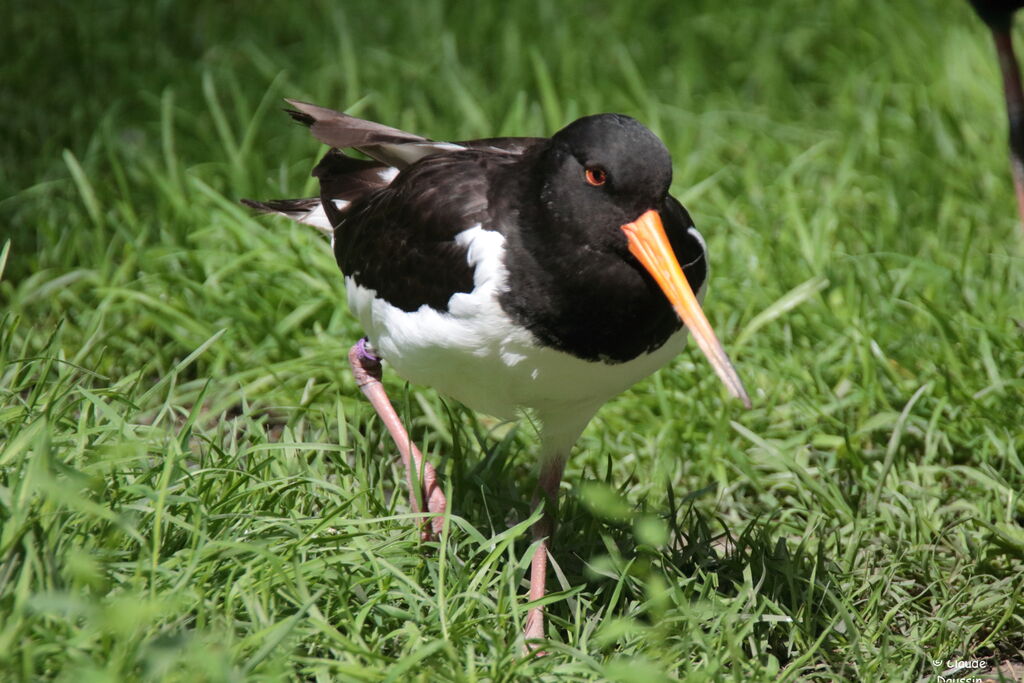 Eurasian Oystercatcher