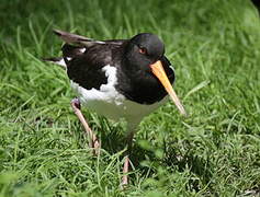 Eurasian Oystercatcher