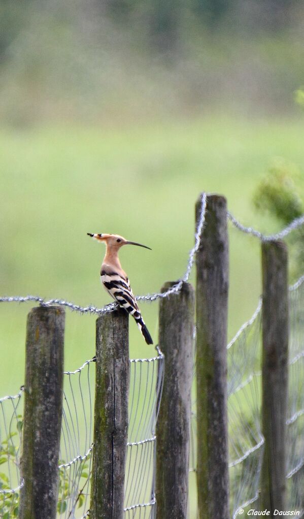 Eurasian Hoopoe