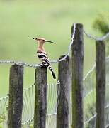 Eurasian Hoopoe