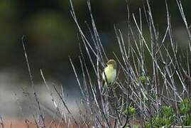 Melodious Warbler