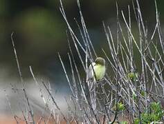 Melodious Warbler