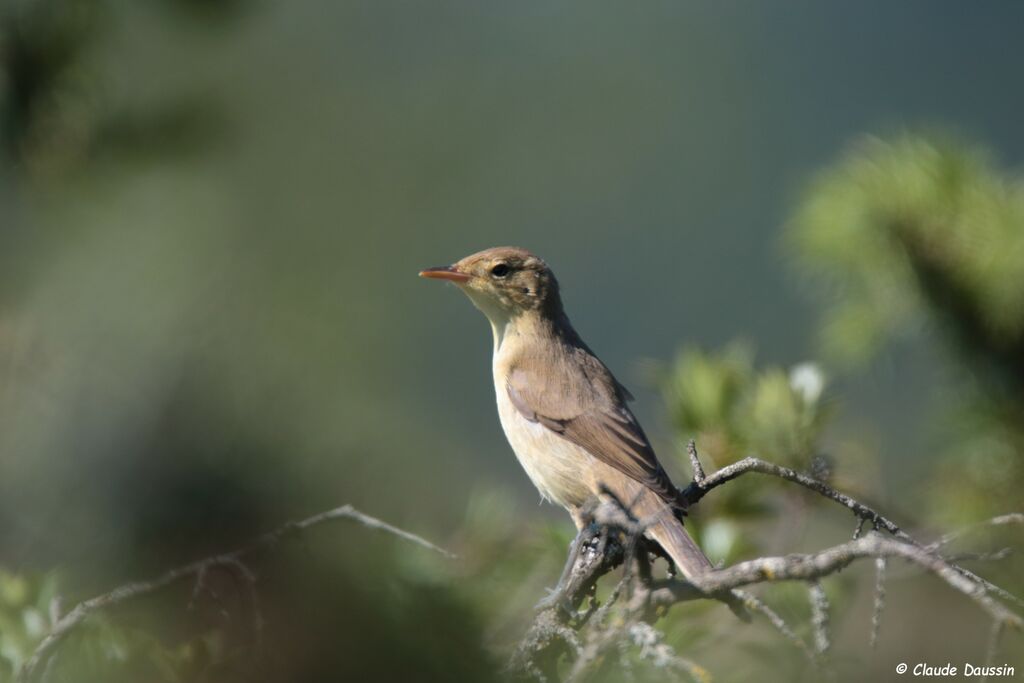 Melodious Warbler