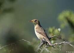 Melodious Warbler