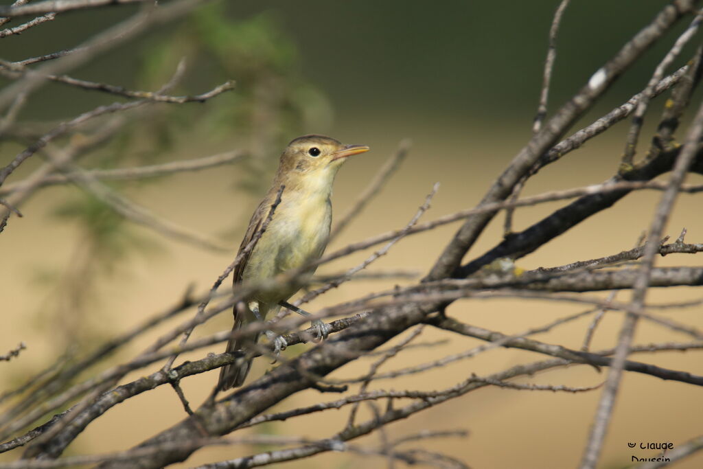 Melodious Warbler