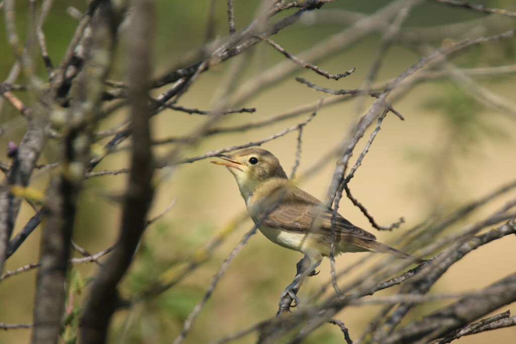 Melodious Warbler