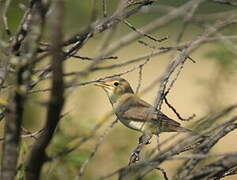 Melodious Warbler