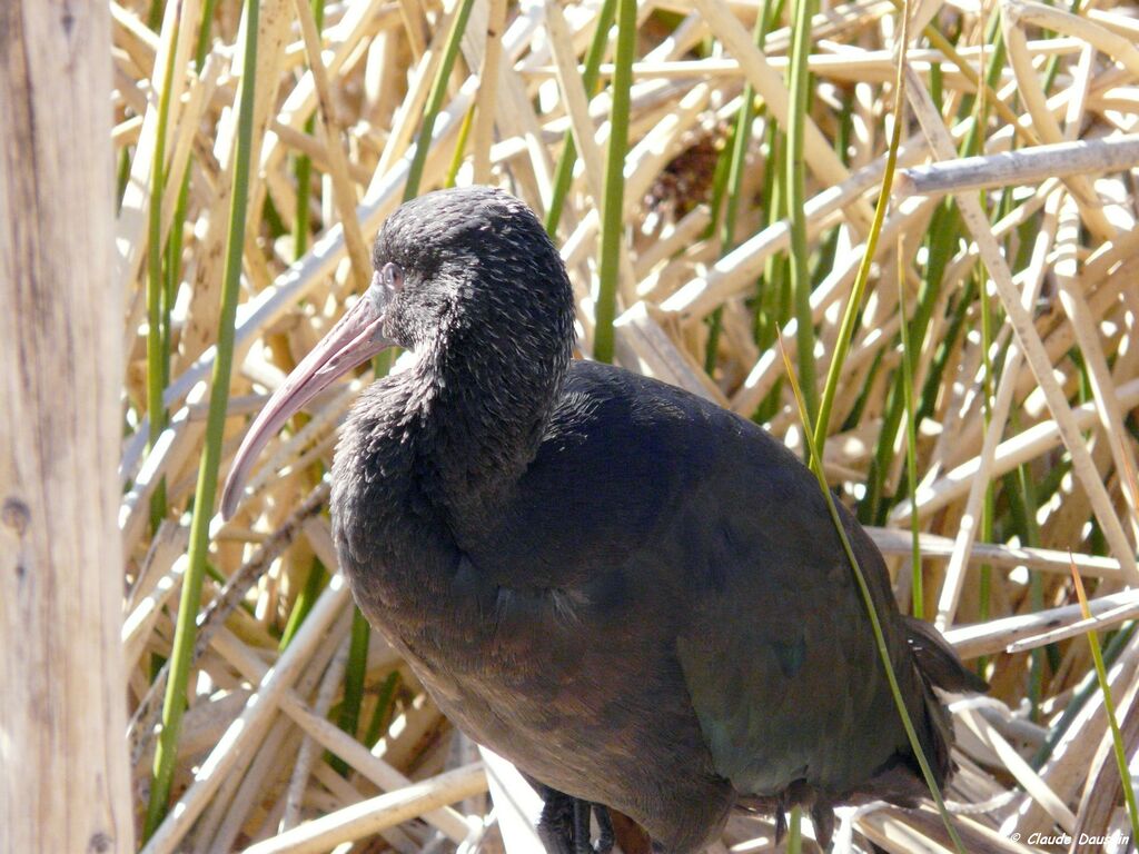 Puna Ibis