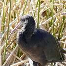 Ibis de Ridgway