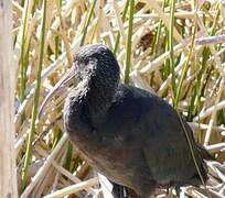 Puna Ibis