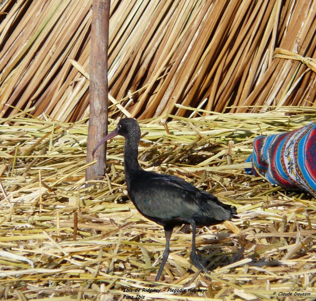 Puna Ibis