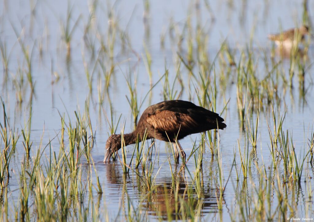 Ibis falcinelle