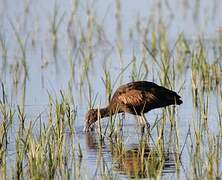 Ibis falcinelle