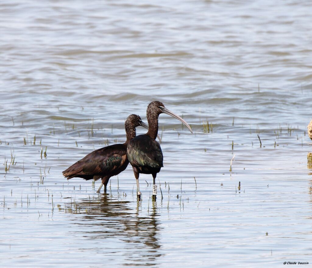 Glossy Ibisadult breeding