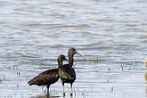 Ibis falcinelle