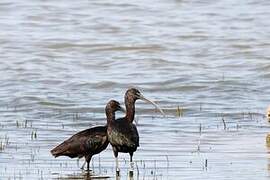 Glossy Ibis