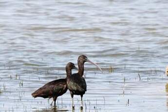 Ibis falcinelle