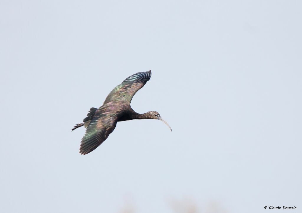 Glossy Ibis