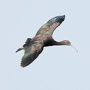 Glossy Ibis