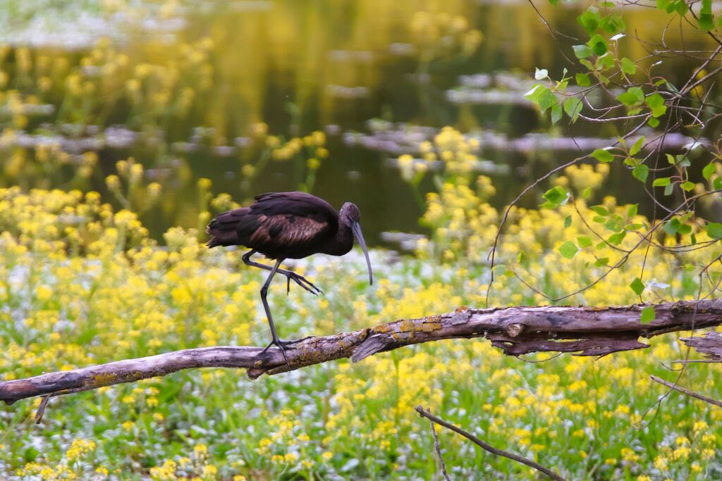 Glossy Ibis, walking