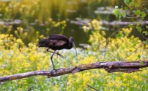 Glossy Ibis