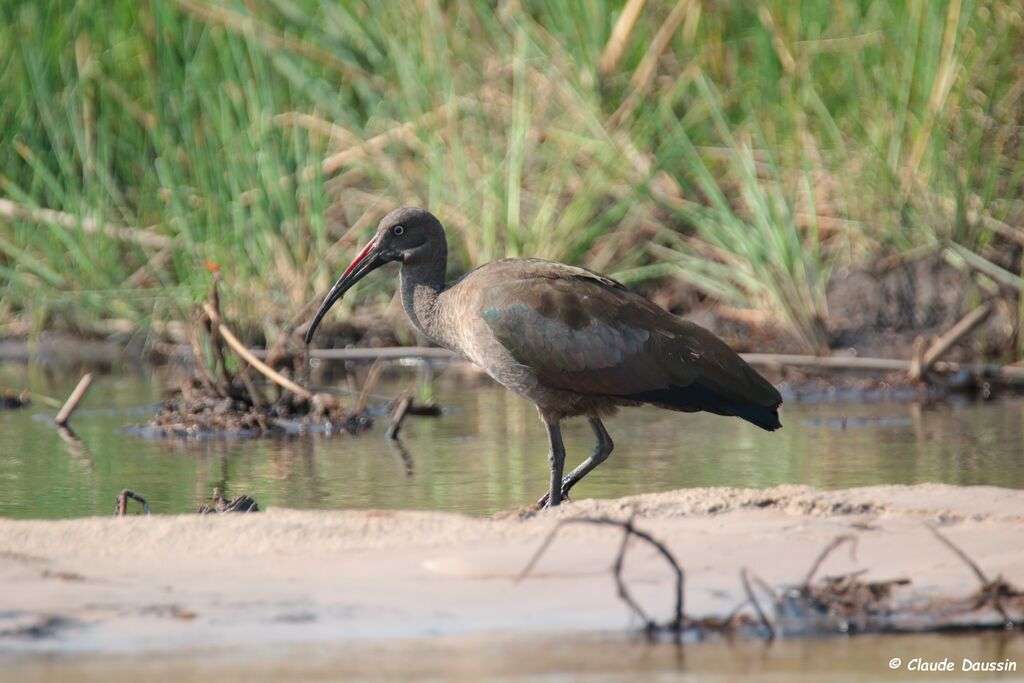 Hadada Ibis