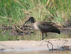 Hadada Ibis