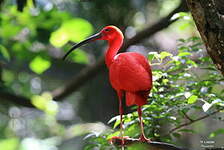 Ibis rouge