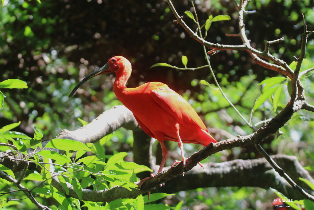 Ibis rouge