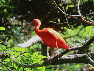 Ibis rouge