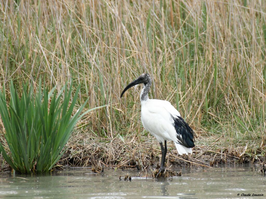 African Sacred Ibis