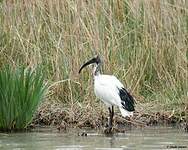 Ibis sacré