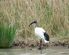 African Sacred Ibis