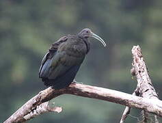 Green Ibis