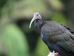 Green Ibis