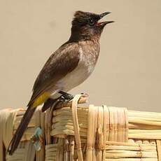 Bulbul tricolore